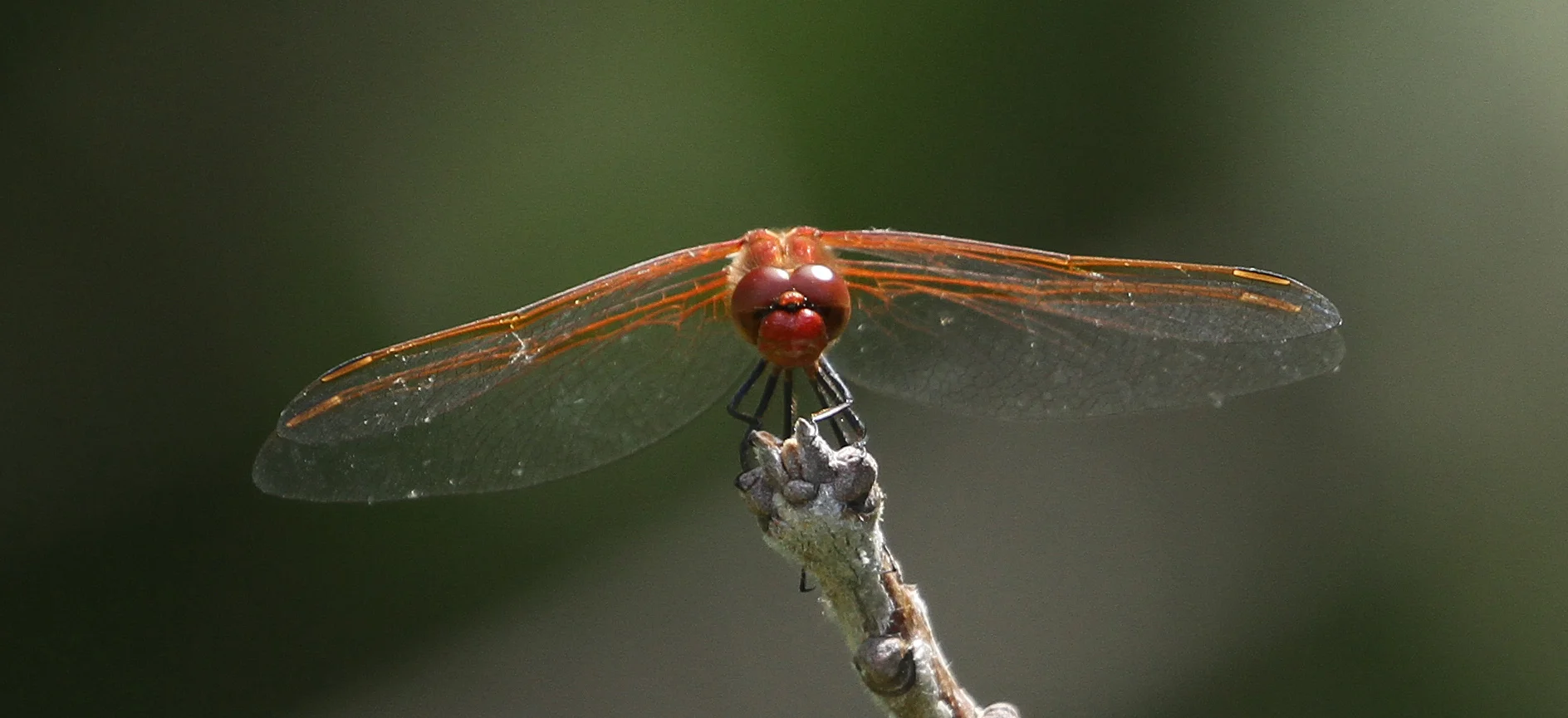 【期間限定】Parker PDF-40 Trans Red DragonFly Dragonfly Walk & Learn at the Rogue River Preserve [PHOTOS]